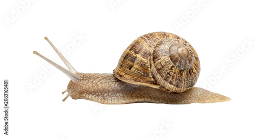 Canvastavla Close-up of a garden snail showcasing its unique shell and slimy body