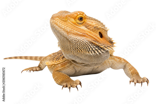 Tableau sur toile Close-up portrait of a bearded dragon lizard with spiky scales and alert eyes