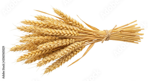 фотографія Wheat sheaves on a black background showcasing harvest bounty
