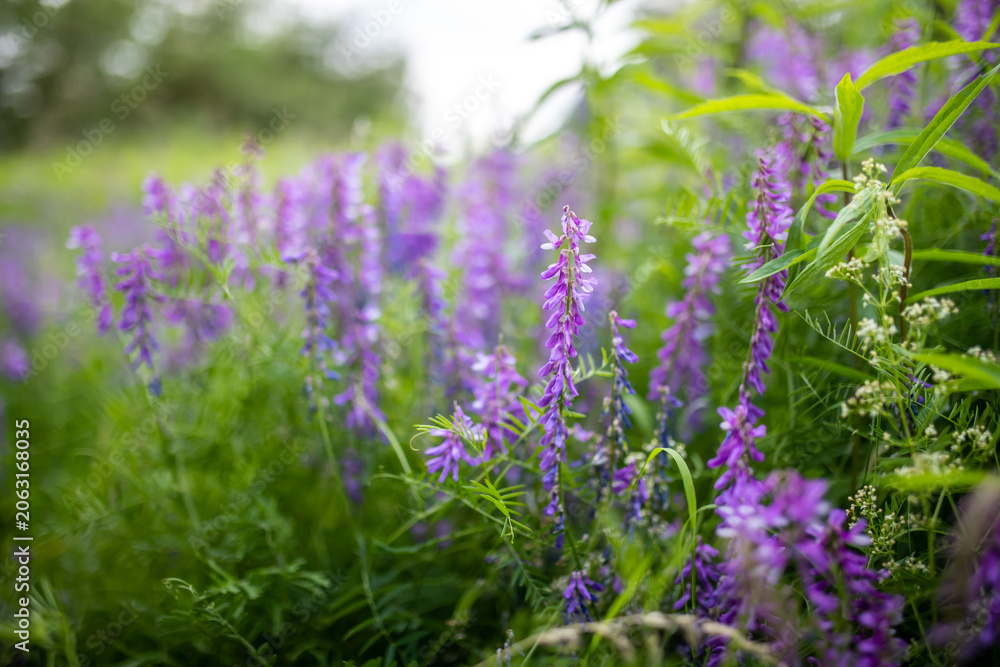 Obraz premium Vicia cracca, Vogel Wicke eine blaue Hülsenfrucht