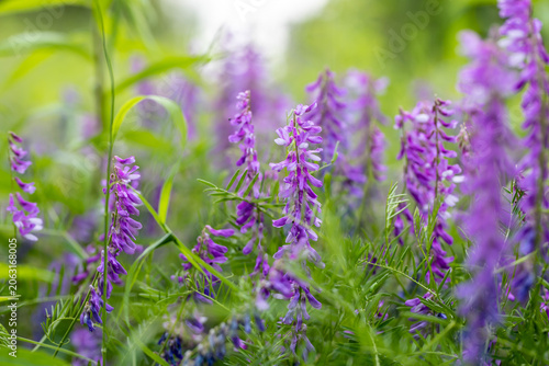 Foto Vicia cracca, Vogel Wicke eine blaue Hülsenfrucht