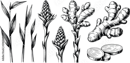 Photos Detailed black and white engraving illustration of ginger plant parts including