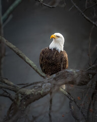 Birds, Bald Eagle, Shenandoah National Park, Sleeter Lake, Virginia.jpg