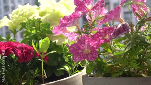 Pink Petunia Flowers with White Speckles in a Summer Balcony Garden.