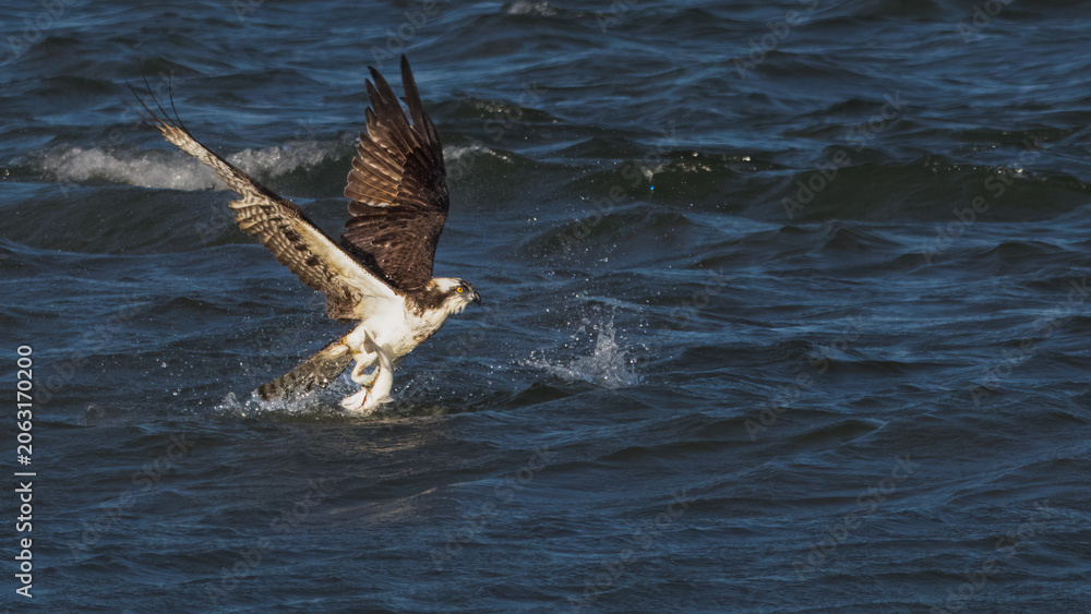 Naklejka premium Birds, Osprey, Virginia Beach, Virginia.jpg
