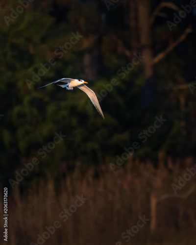 Birds, White Tern, Chesapeake Bay, Virginia.jpg