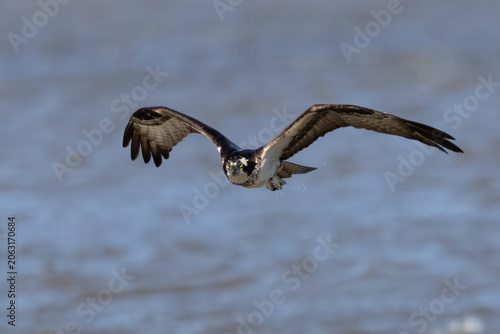 Brids, Osprey, Pohick Bay Regional Pack, Virginia (1).jpg
