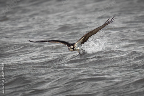 Brids, Osprey, Pohick Bay Regional Pack, Virginia (1).jpg