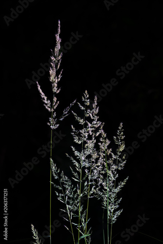 Plants, Prairie Grass, Shenandoah National Park, Sleeter Lake, Virginia.jpg