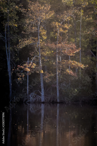 Trees, Virginia Beach. Virginia.jpg