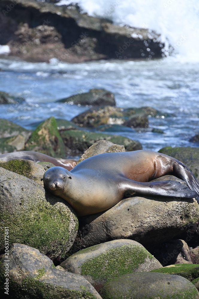 Fototapeta premium Wild California Sea Lion Resting on Ocean Rocks in La Jolla Cove