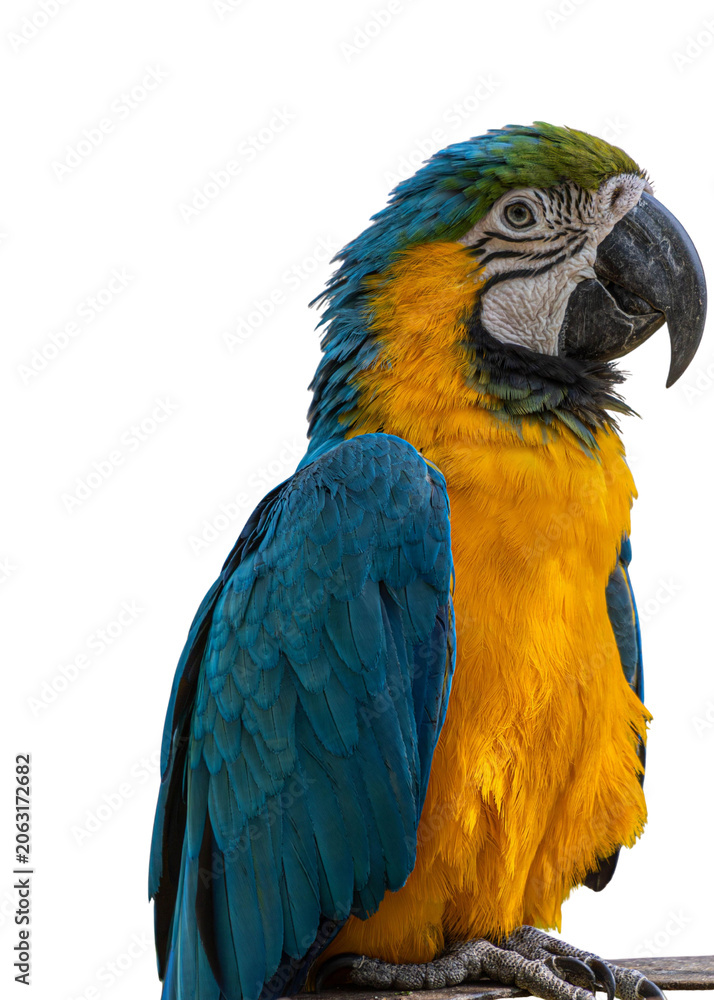 Fototapeta premium Portrait of a blue and gold macaw parrot sitting on a branch with feathers wildlife tropical portrait isolated background colorful detailed rainforest majestic beautiful