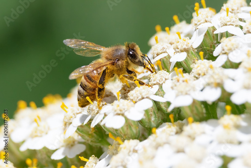 Honeybee drinking nectar from cluster of white yarrow flowers