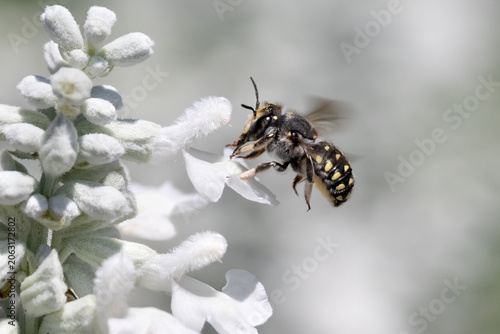 Wild bee collecting pollen from soft white flower