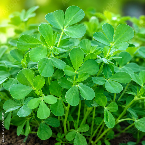 Fenugreek / Methi  vibrant color