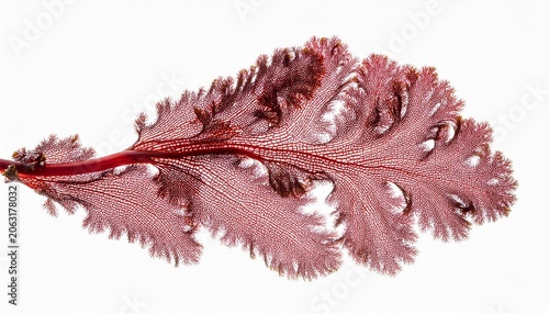 red algae or seaweed branch isolated transparent