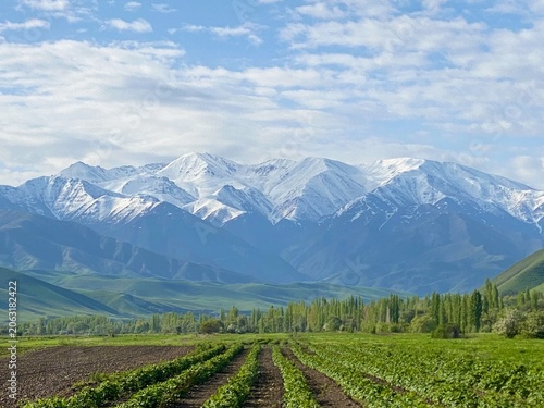 Canvastavla Snow-capped mountains and green agricultural fields in spring landscape, Kyrgyzs