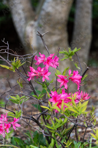 Bright pink azalea flowers blooming in garden. Close up of pink rhododendron blossoms on branches in Ornamental Gardens in Ottawa, Canada.