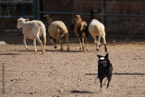 Φωτογραφία Border collie during a herding event rounding up sheep