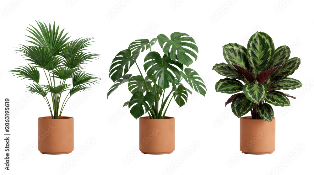 Fototapeta premium Clean studio composition illustrating three tropical leaves terracotta clearly