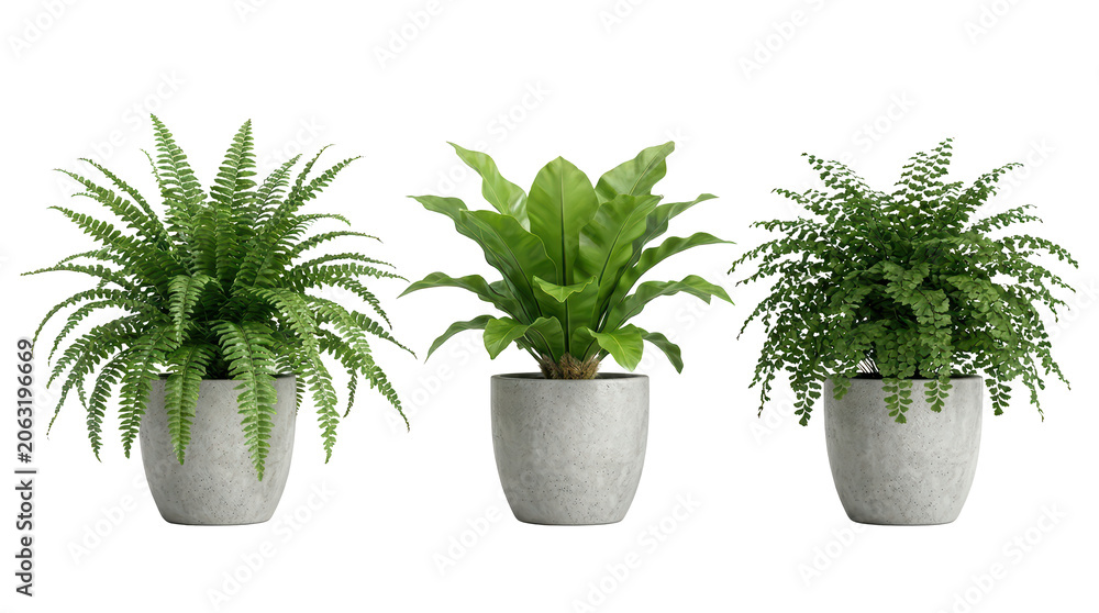 Fototapeta premium Macro composition of three ferns in concrete pots designed for modern projects