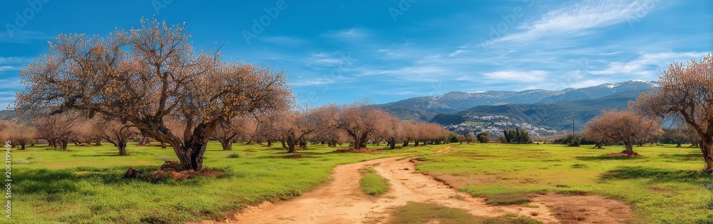 Fototapeta premium Высохший фруктовый сад с плодами на фоне гор. Dry and withered fruit orchard with ripened fruits hanging on trees against a mountainous landscape.