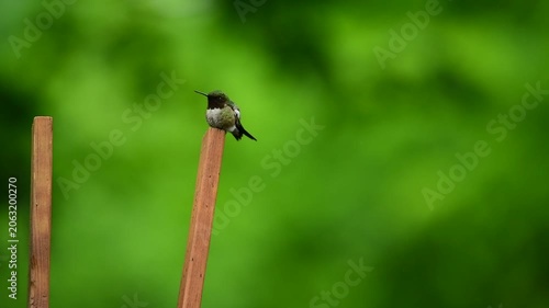 Ruby-Throated hummingbird - Archilochus colubris Video