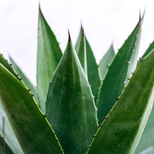 Close-up of agave leaves