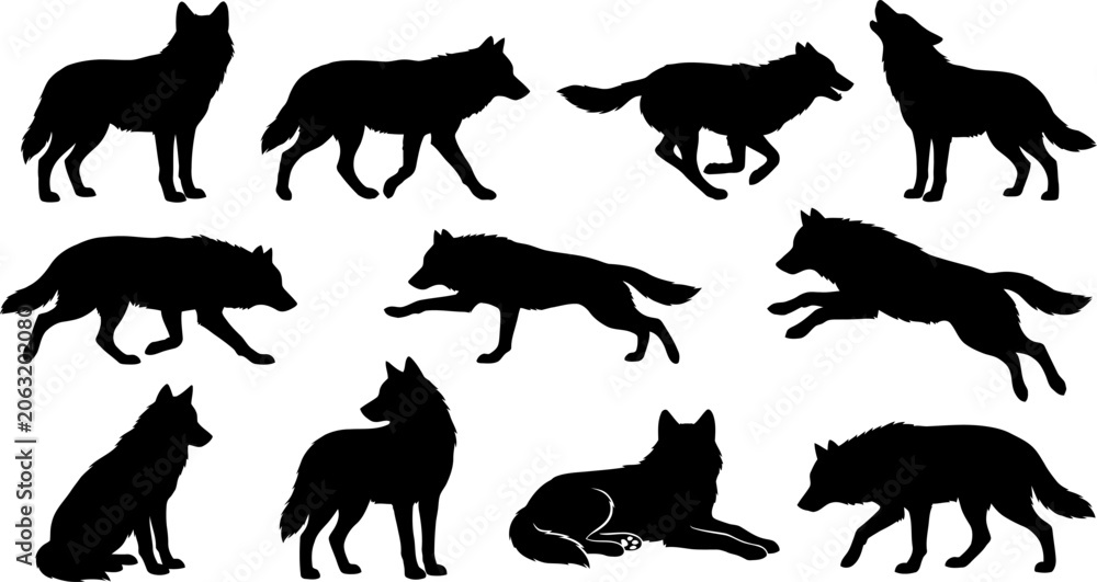 Fototapeta premium Collection of wolf silhouettes in various poses and movements together