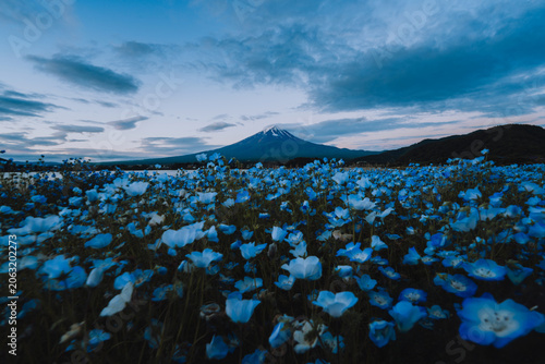 Panoramic landscape of Mount Fuji surrounded by a field of blooming blue and white flowers during blue hour. 