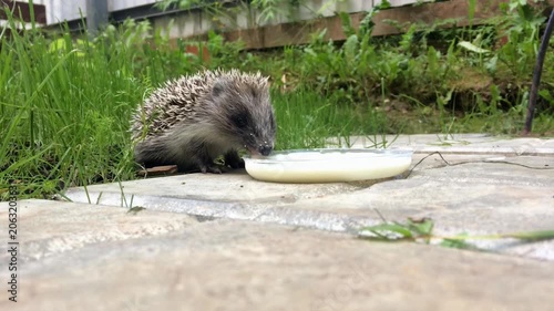 Wide shoot of a hedgehog who drinks milk from a pot