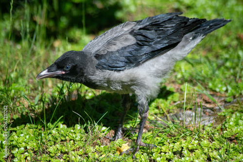 Young Crow on Its Feet