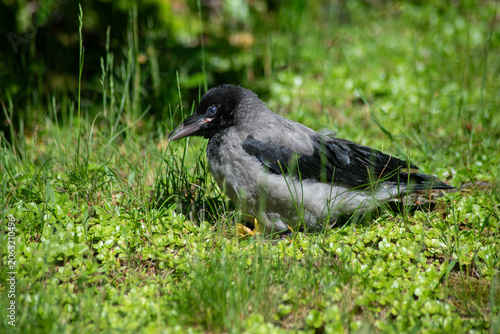 Cute Little Baby Crow