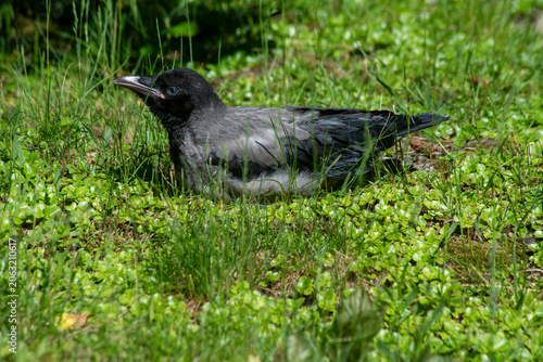 Resting Corvus Cornix