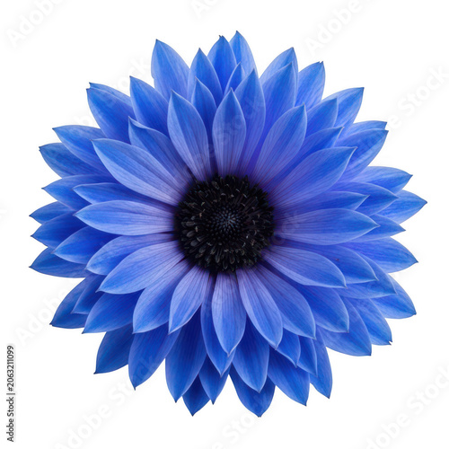 A vibrant blue flower with delicate petals and a striking center against a white background isolated on transparent background