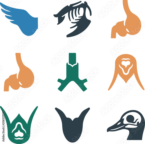 Photos Veterinary Bird Anatomy Wing Keel Crop Syrinx Cloaca Feather