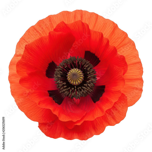 A vibrant red poppy flower with intricate details and a dark center. isolated on transparent background
