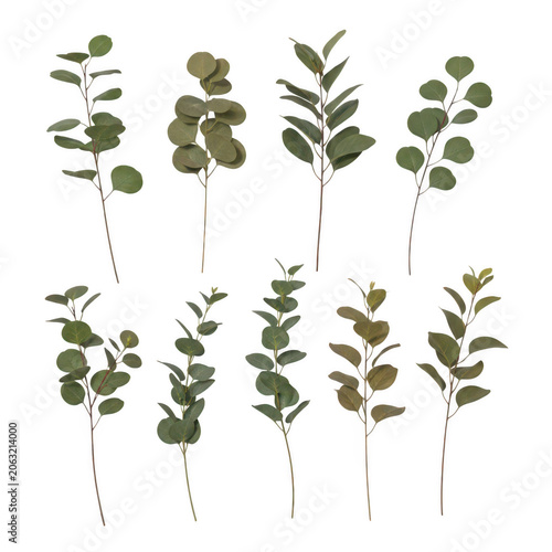 A collection of various green leafy plants and foliage arranged in a symmetrical pattern isolated on transparent background
