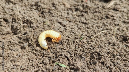 Close-up of May beetle larva (grub) on brown garden soil. Perfect for agriculture, gardening, pest control and soil ecology concepts
