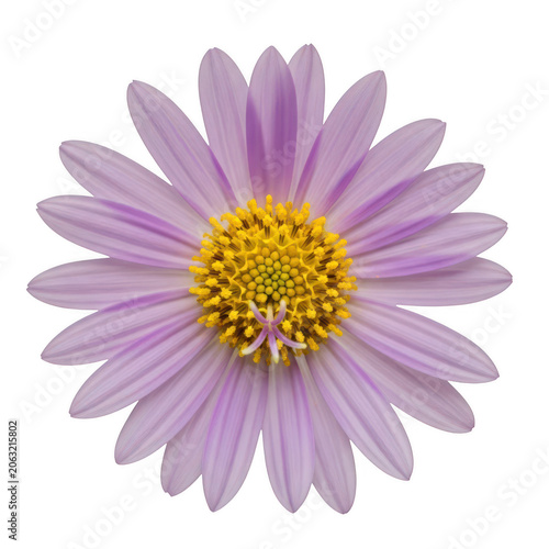 A vibrant purple flower with a yellow center blooming in the sunlight isolated on transparent background