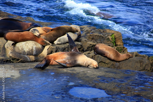 Photography Sea Lions Resting Between the Tides