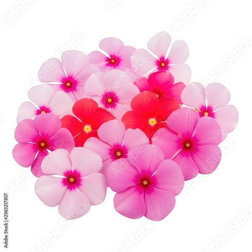 A vibrant cluster of pink and red flowers with delicate petals and yellow centers isolated on transparent background