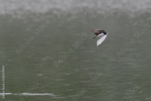 A tiny Tree Swallow (Tachycineta bicolor) flies away with a large, white feather it picked up from the surface of Reflections Lake, Alaska.
