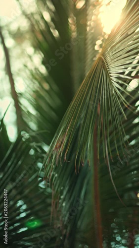 Golden sunset light shining through green coconut palm leaves, beautiful tropical sun flare background, vertical view of palm frond branch in evening beach resort, summer holiday vacation, wellness