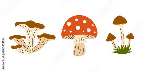 Fotografía Woodland mushroom collection, forest fungi set, hand drawn toadstools illustration isolated on light background