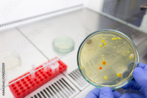 Tablou pe pânză A close-up of a Petri dish with bacterial colonies in the hands of a scientist, in the background is a laboratory stand with test tubes