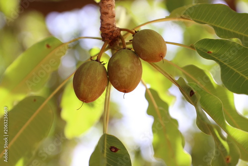 The shea nut, fruit of Vitellaria paradoxa, is a key plant resource in West Africa. Its kernel is primarily processed into butter, a product highly valued in cosmetics for its moisturizing properties 