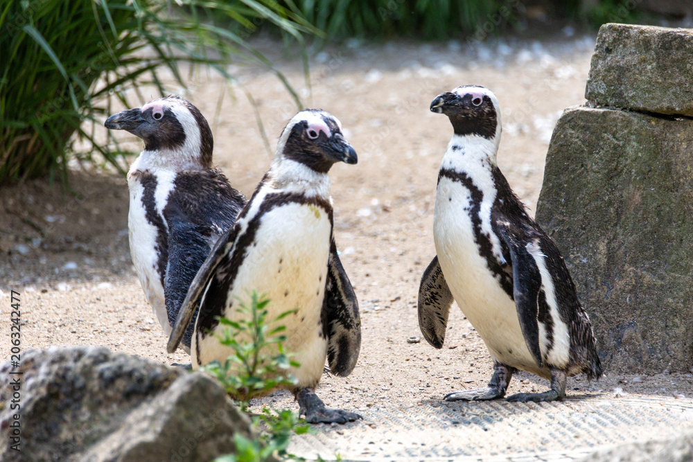 Fototapeta premium Photo of three entertaining penguins.