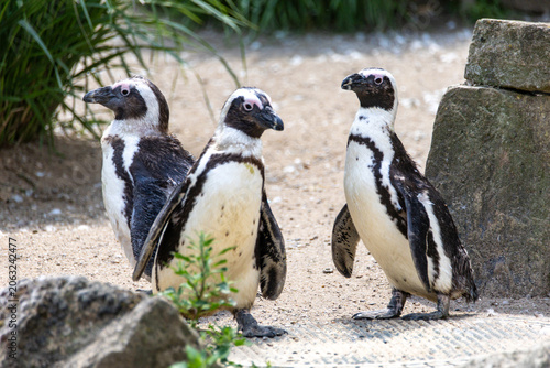 Canvastavla Photo of three entertaining penguins.