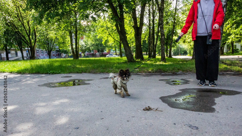 Obraz premium black and white Pomeranian puppy standing near its owner, on a leash, open mouth, panting, puddles on the asphalt, green grass,